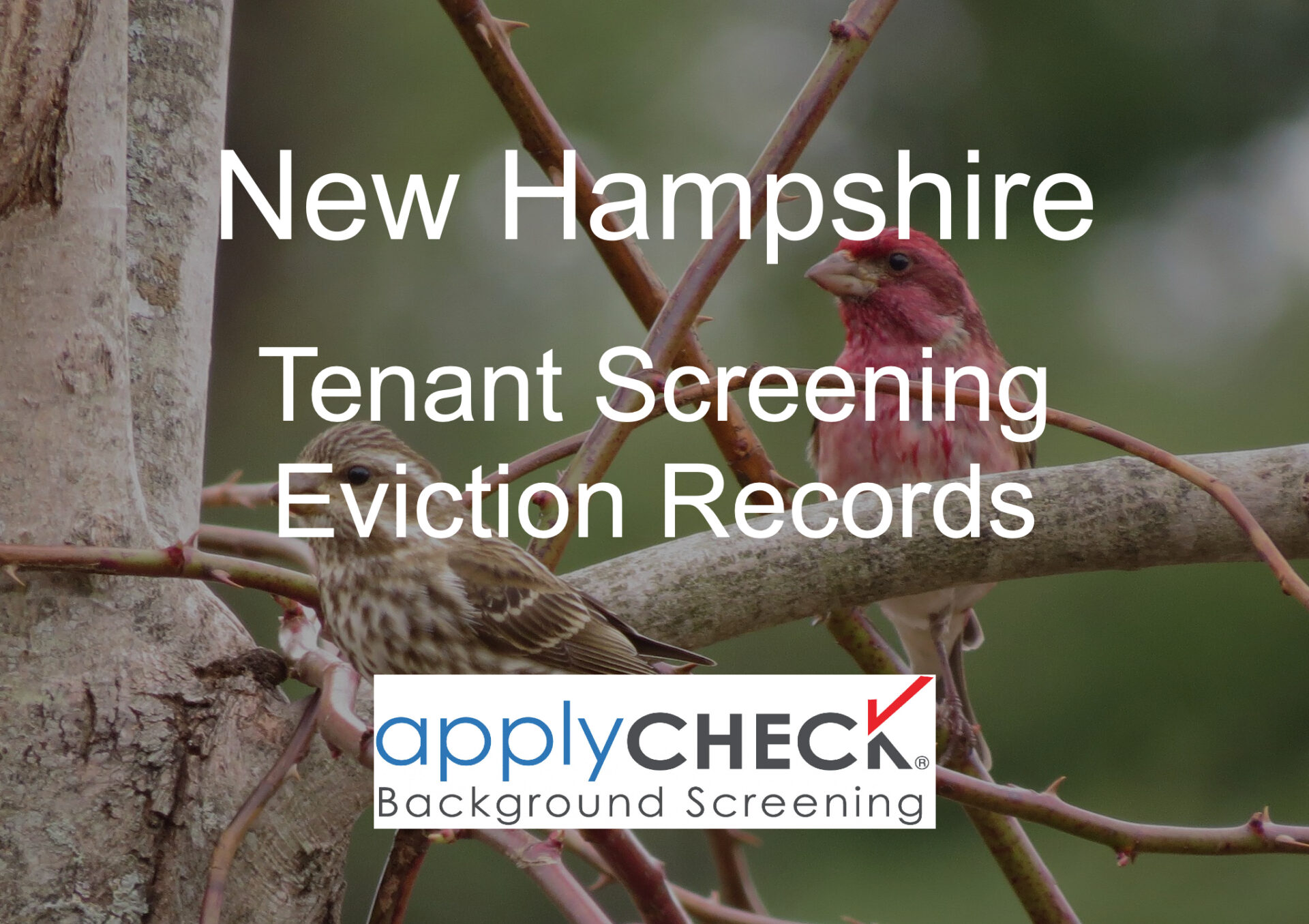 New Hampshire Tenant Screening and Eviction image